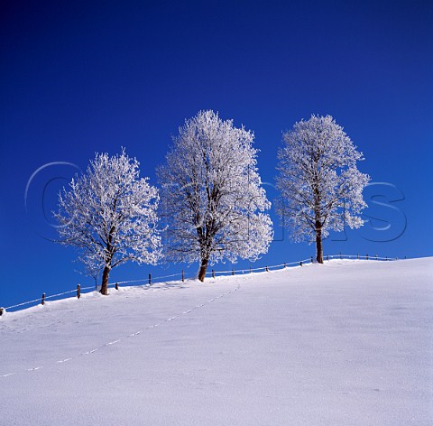 Three trees in the winter with animal tracks in the snow Austria