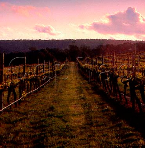 Cabernet Sauvignon vineyard of Cape Mentelle   Margaret River Western Australia