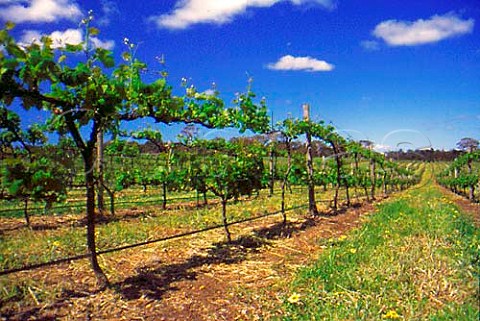 Te Kauwhata 2 Tier trellis in vineyard   of Cape Mentelle   Margaret River Western Australia