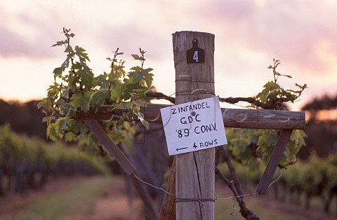 Zinfandel vines of Cape Mentelle   Margaret River Western Australia