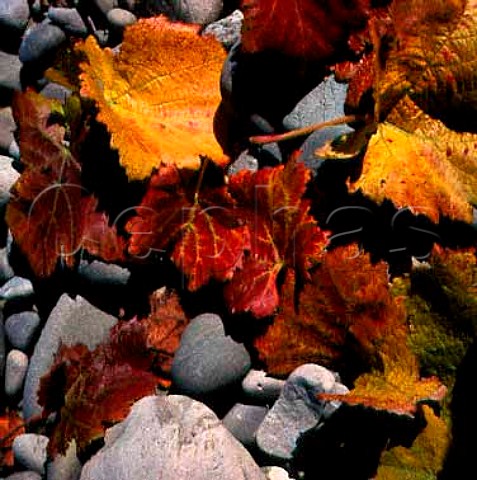 Autumnal vine leaves on stones in the   Wairau Valley Marlborough New Zealand