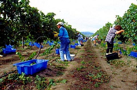 Picking Chardonnay grapes in the   Brancott Valley for Deutz sparkling wine   Marlborough New Zealand