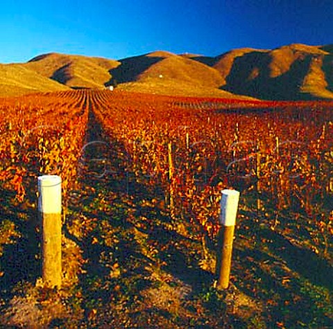 Clayvin Vineyard in the Brancott Valley owned jointly by Fromm Winery and Lay  Wheeler   MarlboroughNew Zealand