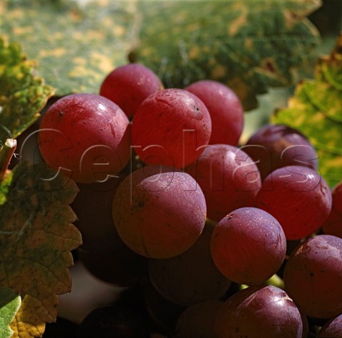 Gewrztraminer grapes Marlborough New Zealand