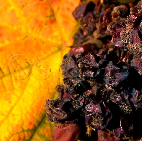 Riesling grapes with botrytis noble rot