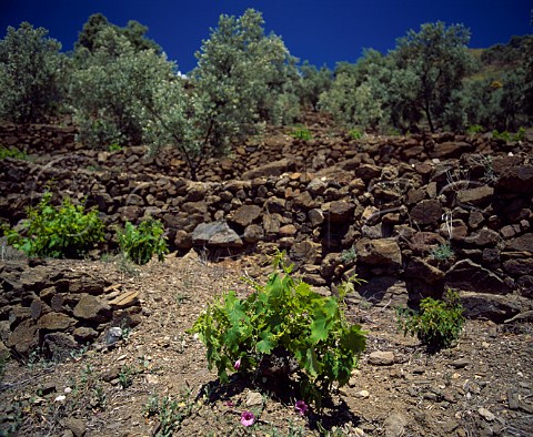 Vineyard and olive trees in the Axarquia region east   of Malaga Andaluca Spain