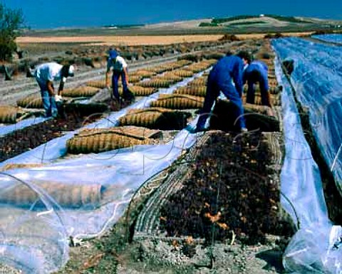 Gathering up Pedro Ximenez grapes after they have   been dried in the sun on esparto mats   Gonzalez Byass Jerez Andalucia Spain   Sherry