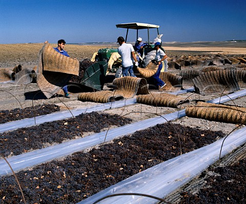 Gathering up Pedro Ximnez grapes after they have   been dried in the sun on esparto mats   Gonzalez Byass Jerez Andaluca Spain    Sherry