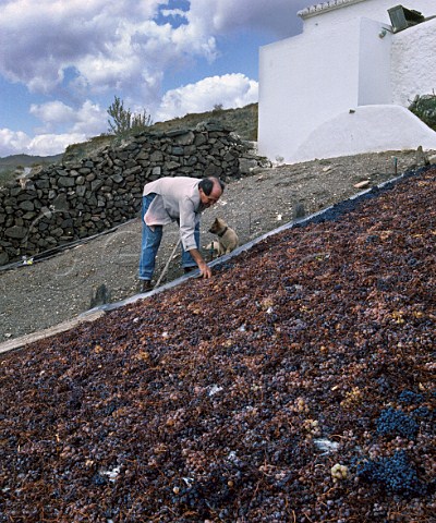 Don Ramiro by his pasero containing mainly Moscatel   grapes drying for raisins  Algarrobo east of Malaga Andalucia Spain