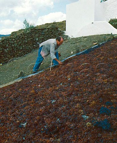 Don Ramiro by his grape drying pen pasero   containing Moscatel grapes   Algarrobo in the Axarquia region east of Malaga    Andaluca Spain   Malaga