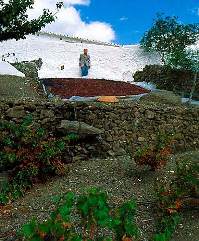 Don Ramiro by his grape drying pen pasero   containing mainly Moscatel grapes  Algarrobo in   the Axarquia region east of Malaga Andaluca Spain