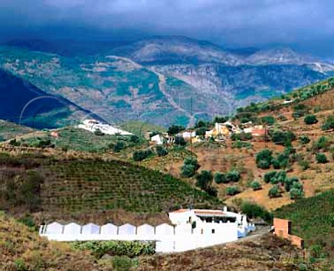 Moscatel vineyards and grape drying pens paseros   in the hills east of Malaga Axarquia region   Andalucia DO Malaga