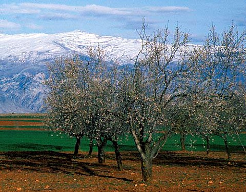 Almond trees in blossom with the Sierra Nevada range   beyond Andalucia