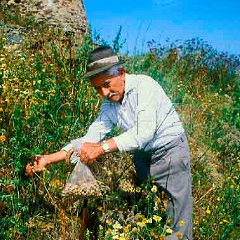 Collecting edible snails at Aljezur Algarve