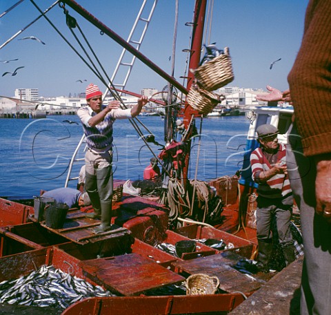 Unloading a sardine catch from fishing boat Olhao Algarve Portugal