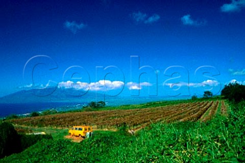 Tedeschi Vineyards Ulupalakua Maui   Hawaii
