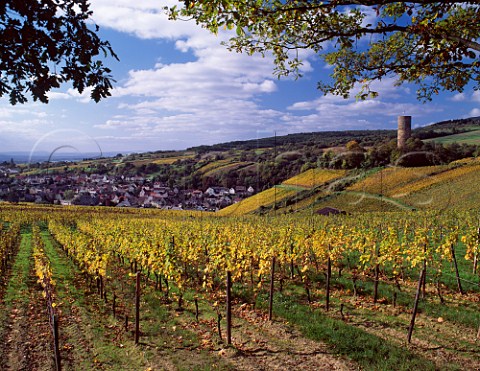 Grafenberg vineyard at Kiedrich Germany Rheingau