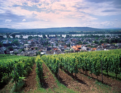 View over Klauserweg vineyuard to Geisenheim and the   Rhine Germany Rheingau