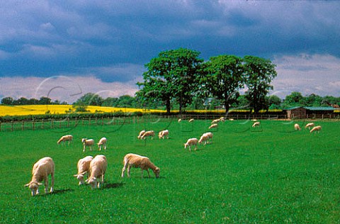Sheep grazing in a fieldrape in field   beyond Bramley Hampshire