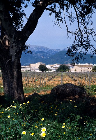 Manto Negro vines in vineyard of Franja   Roja Jose Ferrer with the Sierra Norte   mountains beyond   Binissalem Mallorca Spain