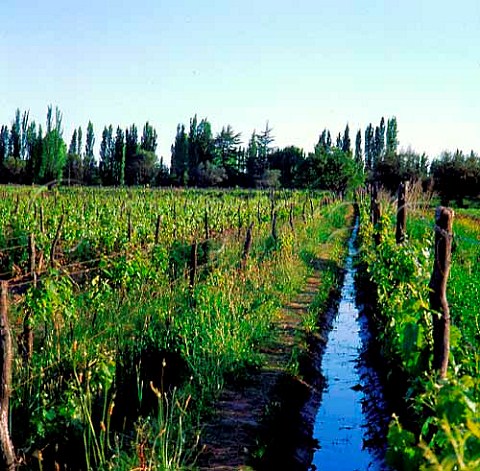 Irrigation channel in vineyard at Lujan de Cuyo   Mendoza Argentina