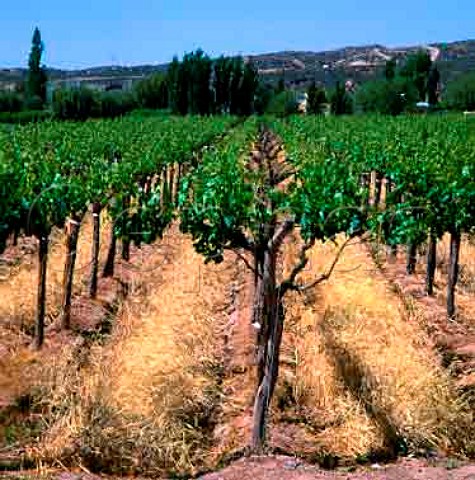 Cephas Picture Library Asset Details 1076015 Vines Trained On