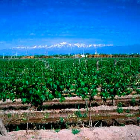 Irrigation channels in vineyard of Bodegas Trapiche    owned by Penaflor These are fed by melting snow   from the Andes which can be seen in the distance   Mendoza Argentina