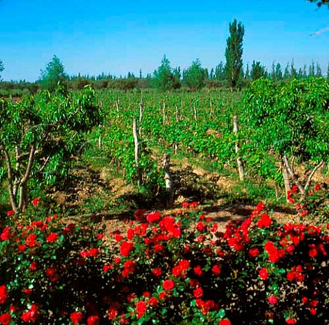 Roses growing alongside vineyard of Bodegas Trapiche  Mendoza Argentina