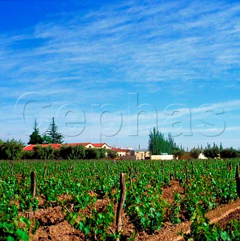 Bodegas Navarro Correas viewed over vineyard  Maipu Mendoza Argentina