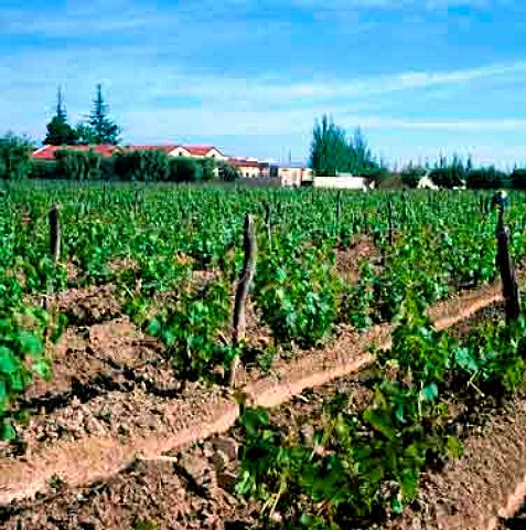 Bodegas Navarro Correas viewed over vineyard  Maipu Mendoza Argentina