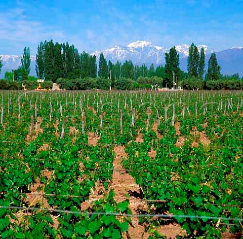 Vineyard of Bodegas Navarro Correas with the Andes beyond Maipu Mendoza Argentina