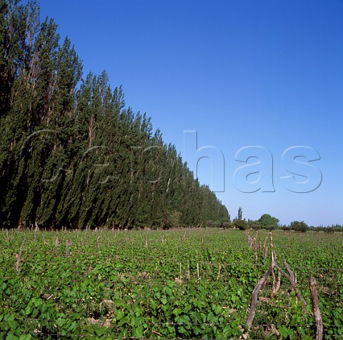 Windbreak of poplar trees by vineyard at Lujan de Cuyo Mendoza Argentina