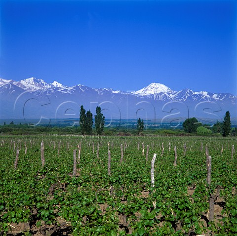 Vineyards in the Tupungato Valley with the Andes   beyond  Mendoza Argentina