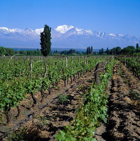 Vineyards in the Tupungato Valley with the   Andes beyond  Mendoza Argentina