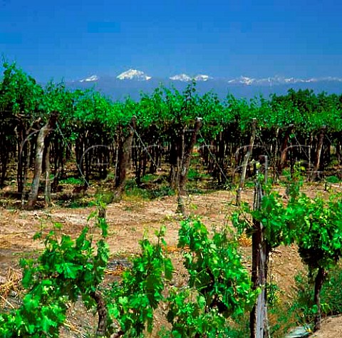 Vineyards of Santa Ana with the Andes beyond    Mendoza Argentina