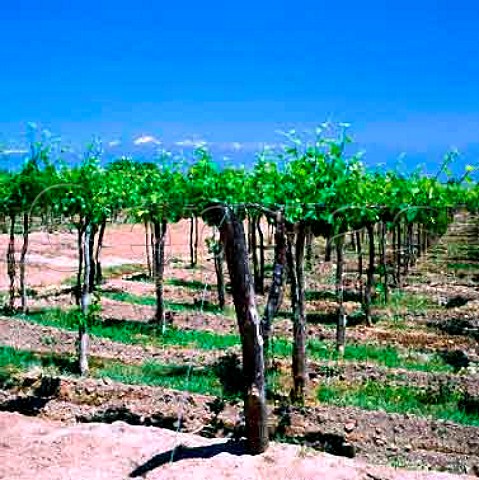 Vineyards of Santa Ana with the Andes beyond    Mendoza Argentina