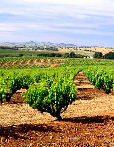 Old vineyard above Seppeltsfield South Australia   Barossa Valley