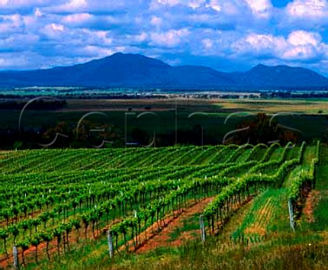 Montara Vineyards in the Grampians near Ararat   Victoria Australia Great Western