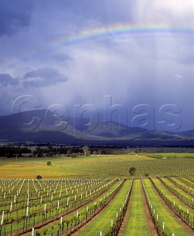 Vineyards of Mount Langi Ghiran in the Grampians   near Ararat Victoria Australia