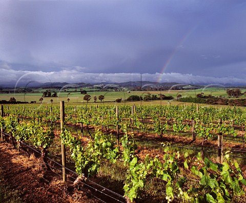 Rainbow over the vineyard of Yeringberg Lilydale Victoria Australia Yarra Valley