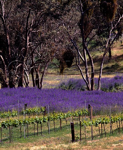 Vineyards of Tim Adams surrounded by spring flowers   Clare South Australia Clare Valley