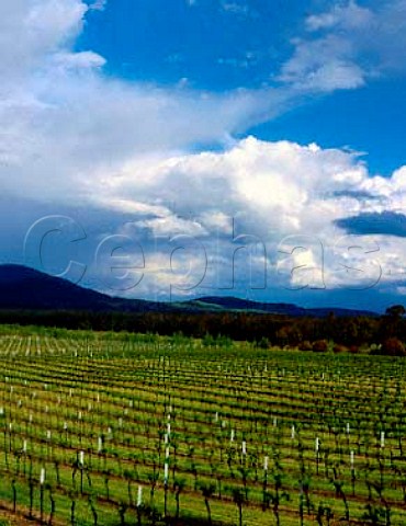 Vineyard of Mount Langi Ghiran in the Grampians near   Ararat Victoria Australia   Great Western