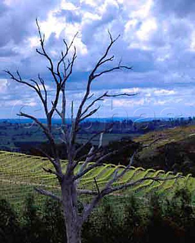 Vineyard of Knight Granite Hills near Kyneton   Victoria Australia   Macedon