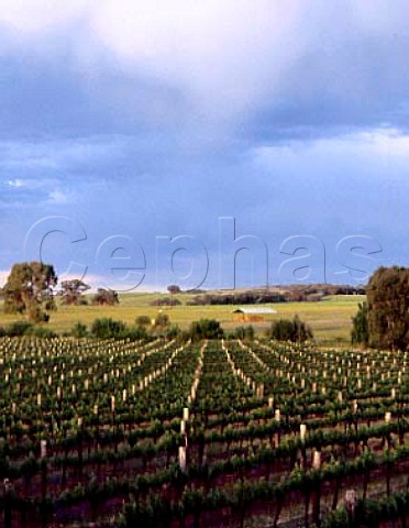 Pikes Polish Hill River vineyards Clare Valley   South Australia