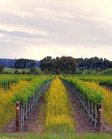 Organic vineyard belonging to Penfolds in the Clare   Valley South Australia