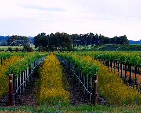 Organic vineyard belonging to Penfolds in the Clare   Valley South Australia