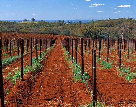 New vineyard on the Whitlands Estate of Brown  Brothers 50km south of their Milawa winery at an  altitude of 800m in the Great Dividing Range  Victoria Australia  King Valley