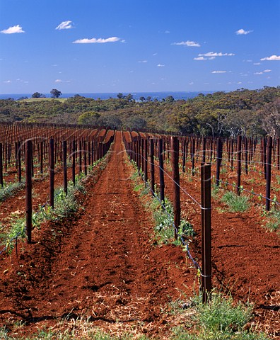 New vineyard on the Whitlands Estate of Brown   Brothers  50km south of their Milawa winery at an   altitude of 800m in the Great Dividing Range   Victoria Australia