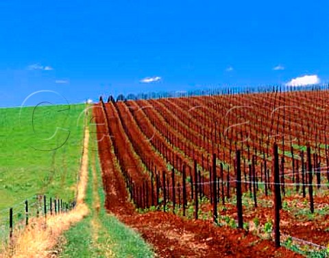 New vineyard on the Whitlands Estate of Brown   Brothers  50km south of their Milawa winery at an   altitude of 800m in the Great Dividing Range   Victoria Australia      King Valley
