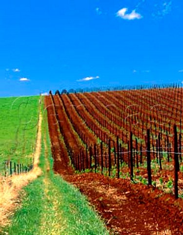 New vineyard on the Whitlands Estate of Brown   Brothers  50km south of their Milawa winery at an   altitude of 800m in the Great Dividing Range   Victoria Australia